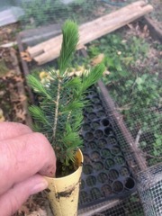 Spruce Seedlings